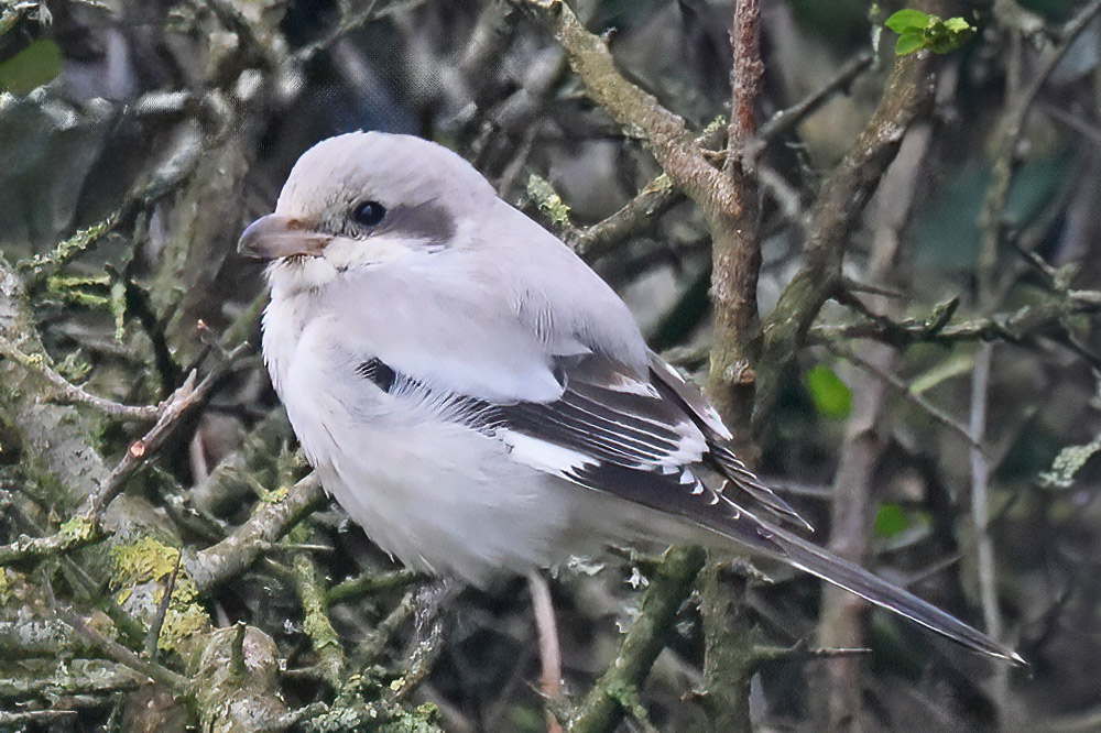 Steppe grey shrike